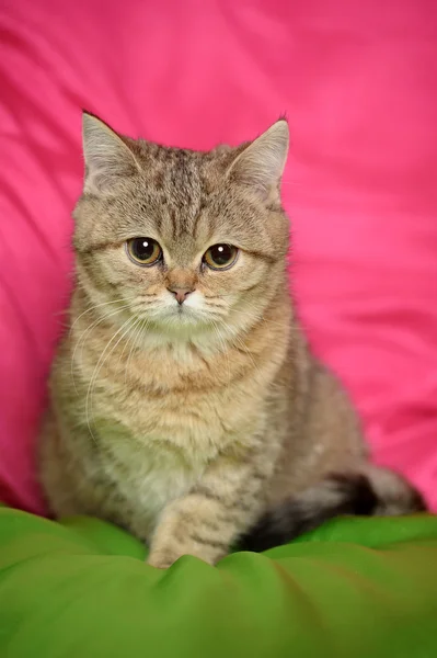 Portrait of a tabby cat — Stock Photo, Image