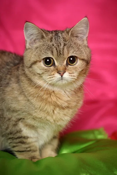 Porträt einer gestromten Katze — Stockfoto