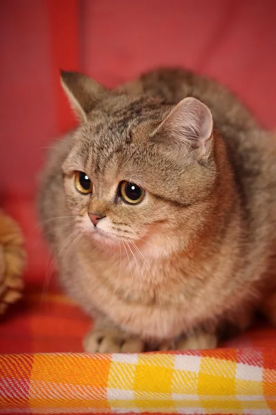 Retrato de um gato de mesa — Fotografia de Stock