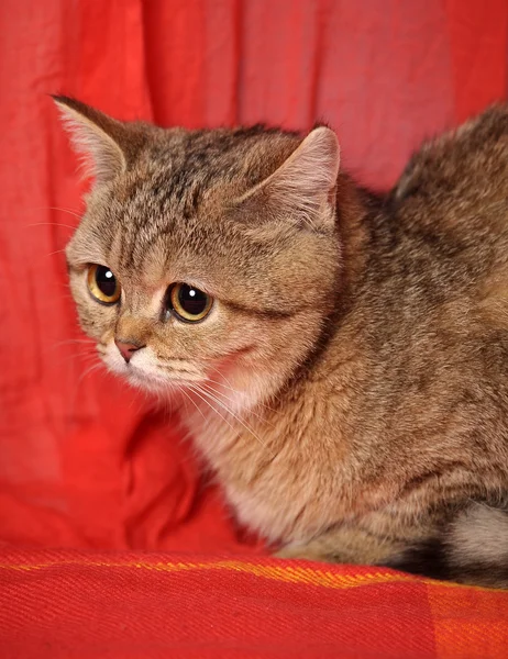 Retrato de um gato de mesa — Fotografia de Stock