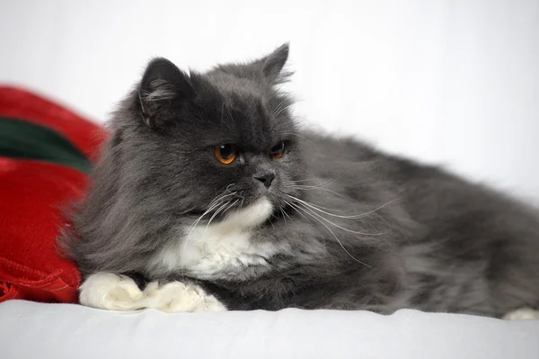 Chat Persan Gris Et Blanc Image Libre De Droit Par Evdoha C Chat Persan Gris Et Blanc Image Libre De Droit Par Evdoha C