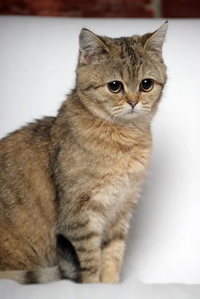 Porträt einer gestromten Katze — Stockfoto