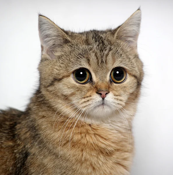 Porträt einer gestromten Katze — Stockfoto