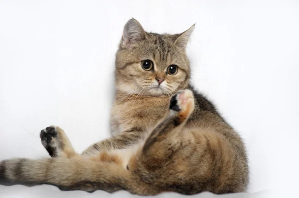 Ritratto di un gatto tabby — Foto Stock