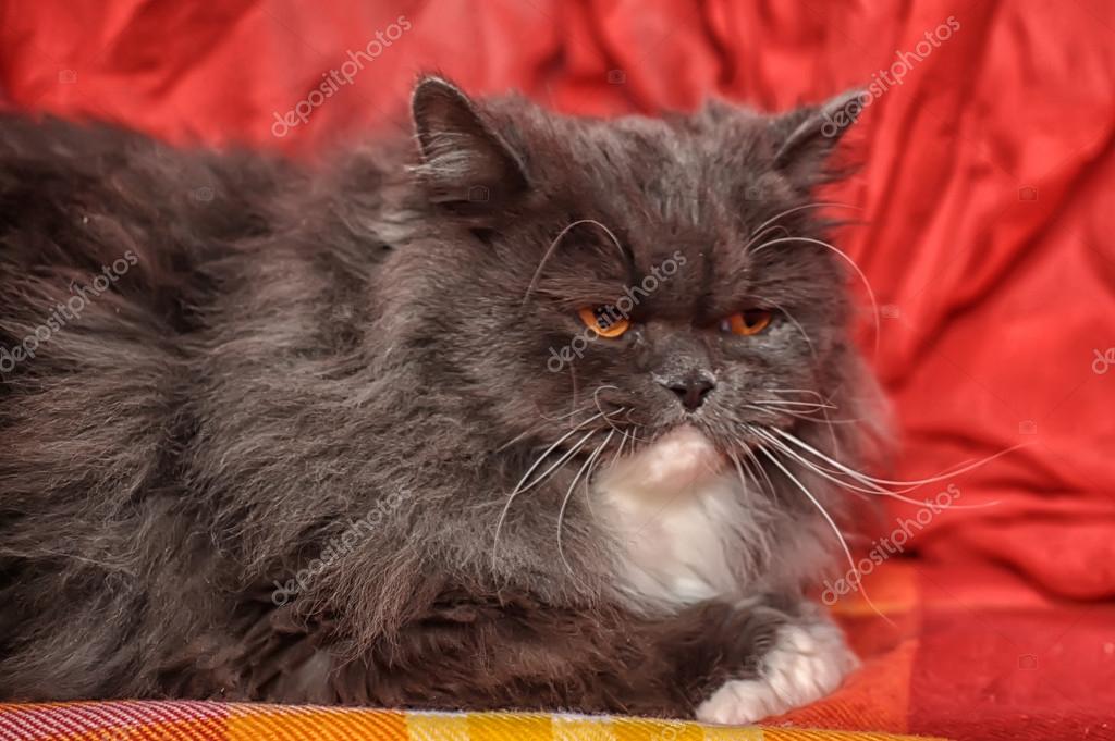 Gatto Persiano Grigio E Bianco Foto Stock Evdoha 19351885