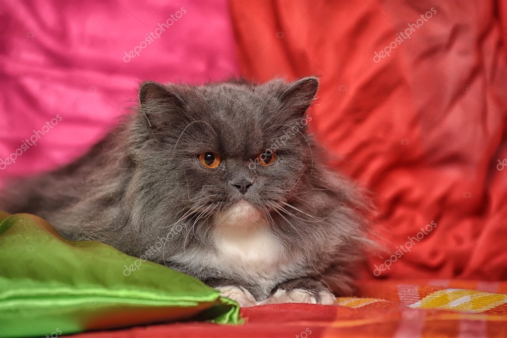 Gatto Persiano Grigio E Bianco Foto Stock Evdoha 19351913