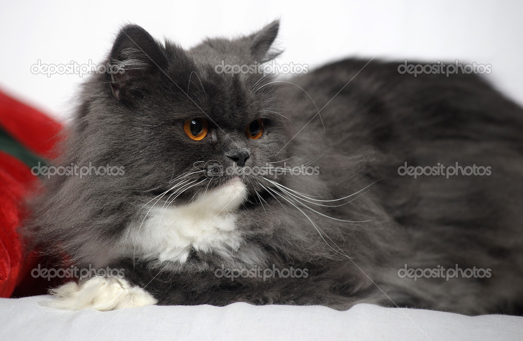 Chat Persan Gris Et Blanc Image Libre De Droit Par Evdoha C Chat Persan Gris Et Blanc Image Libre De Droit Par Evdoha C