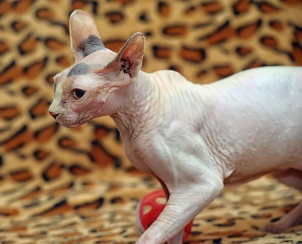 Sphynx cat — Stock Photo, Image