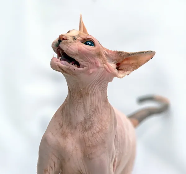 Sphynx cat — Stock Photo, Image