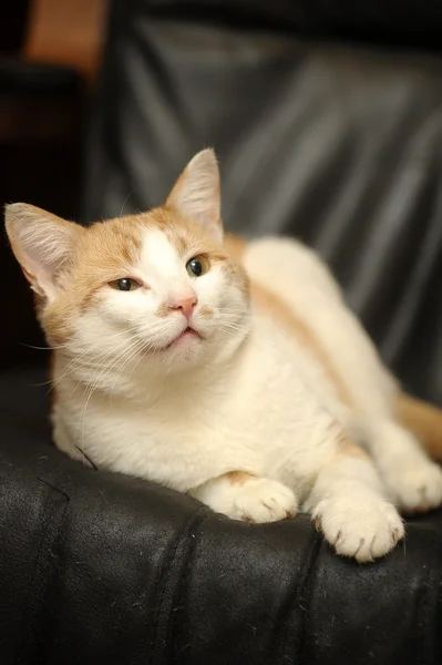 姜白色猫 — 图库照片