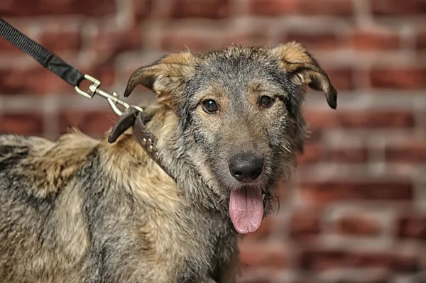 Perro de raza mixta marrón — Foto de Stock