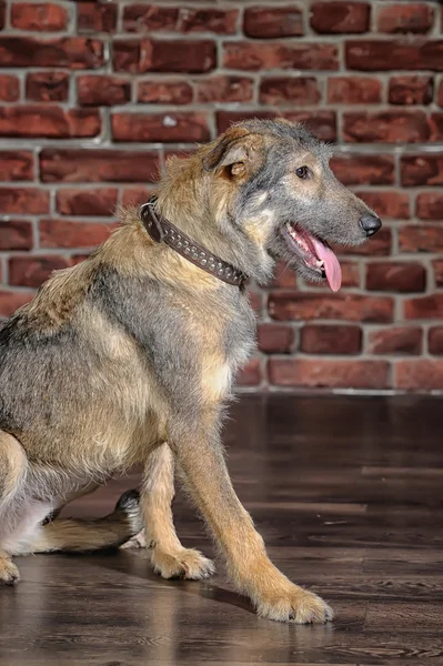 Kahverengi karışık-breed köpek — Stok fotoğraf