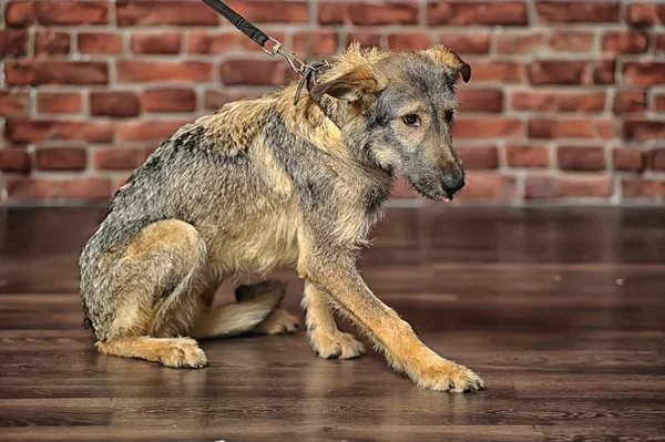 Kahverengi karışık-breed köpek — Stok fotoğraf