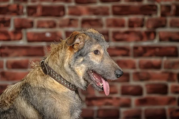 茶色の混合犬種の犬 — ストック写真