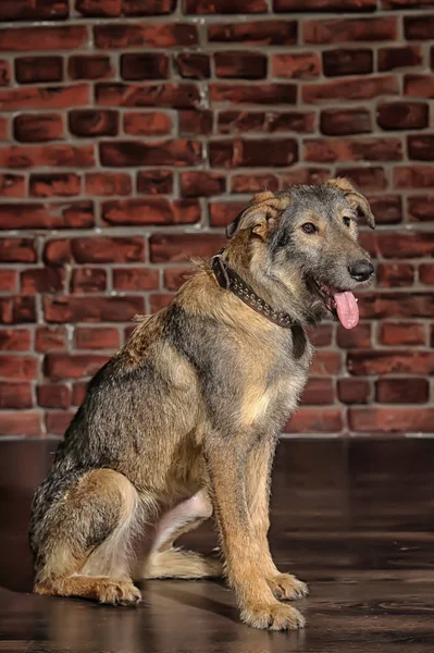 Kahverengi karışık-breed köpek — Stok fotoğraf
