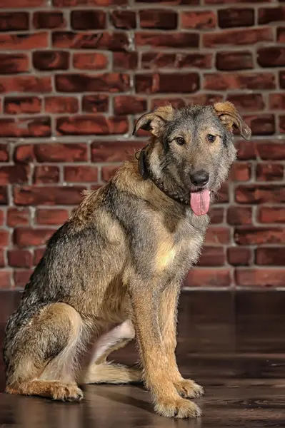 Brązowy pies rasy mieszane — Zdjęcie stockowe