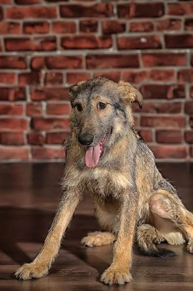 Bruine gemengd ras hond — Stockfoto