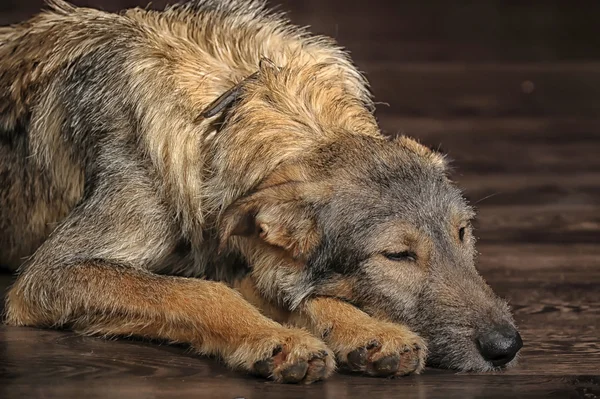 Perro de raza mixta marrón — Foto de Stock