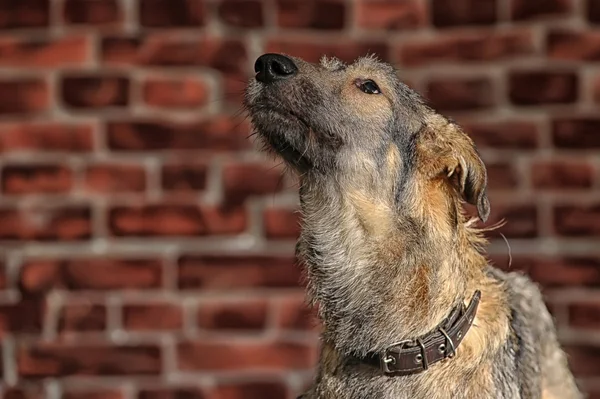 茶色の混合犬種の犬 — ストック写真