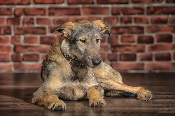 Cão de raça mista marrom — Fotografia de Stock