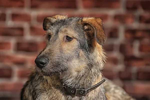 Brown Mixed-Breed Dog — Stock Photo, Image