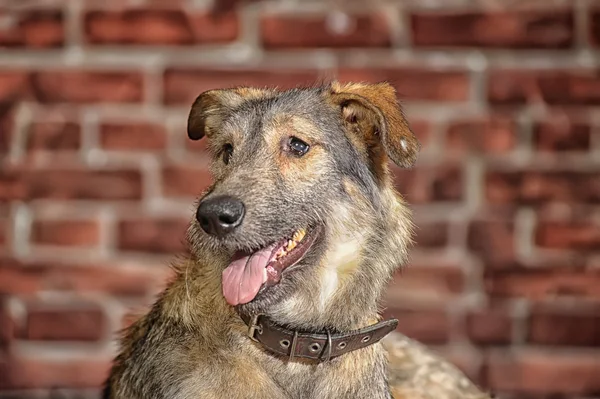 Brauner Mischlingshund — Stockfoto