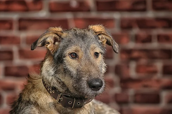 Brązowy pies rasy mieszane — Zdjęcie stockowe