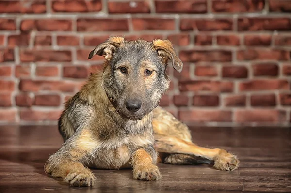 Bruine gemengd ras hond — Stockfoto