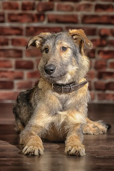 Brown Mixed-Breed Dog — Stock Photo, Image