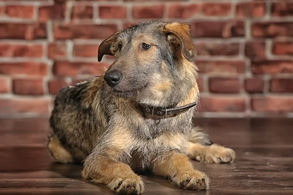 Brown Mixed-Breed Dog — Stock Photo, Image