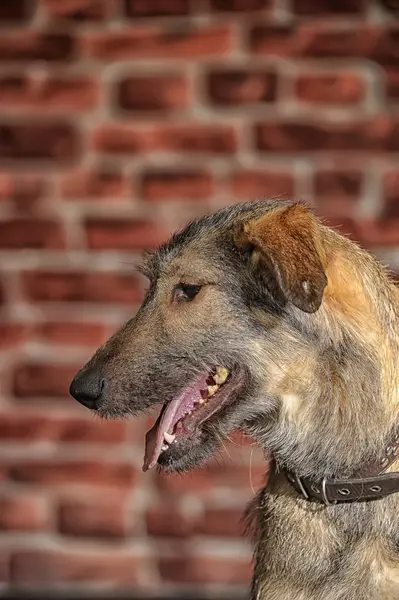 Brown Mixed-Breed Dog — Stock Photo, Image