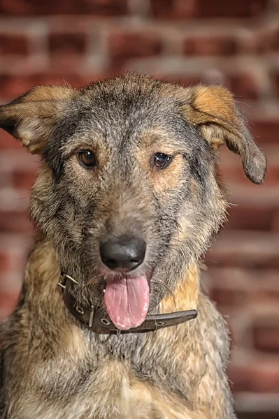 Cão de raça mista marrom — Fotografia de Stock