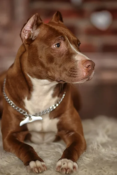 Αμερικανικό terrier staffordshire — Φωτογραφία Αρχείου