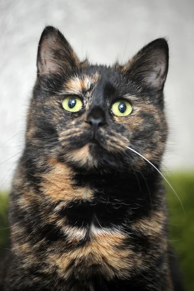 Fekete, vörös macska portré — Stock Fotó