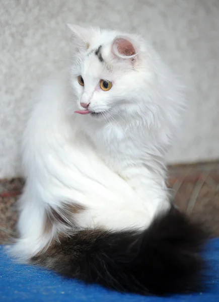 Angora turca — Foto de Stock