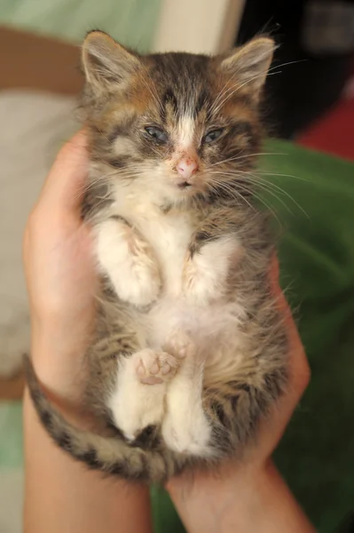 Little sick kitten — Stock Photo, Image