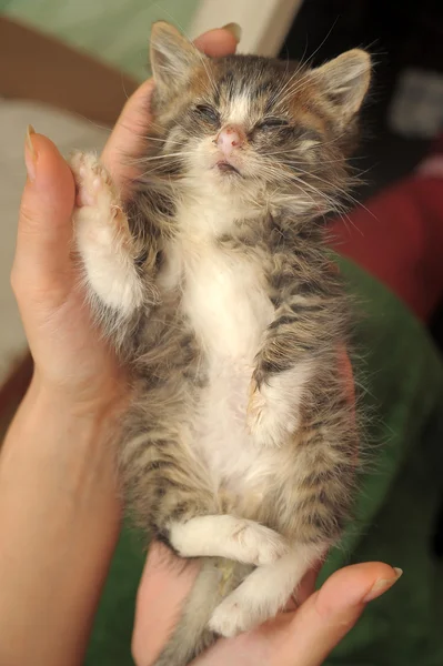 Маленький больной котенок — стоковое фото