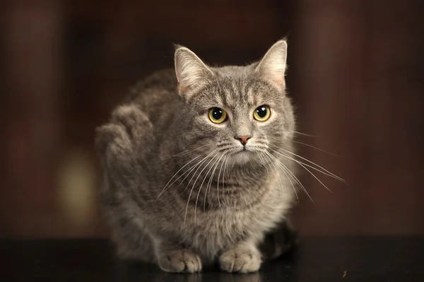 Гладкая серая полосатая кошка — стоковое фото