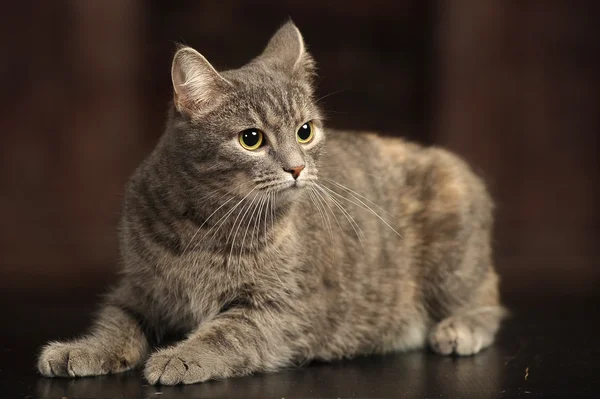 Slät grå randig katt — Stockfoto