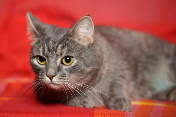光滑的灰色条纹猫 — 图库照片