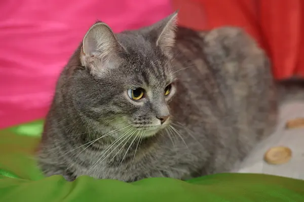 부드러운 회색 줄무늬 고양이 — 스톡 사진
