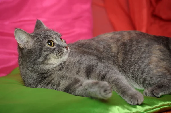 Glatt grau gestreifte Katze — Stockfoto