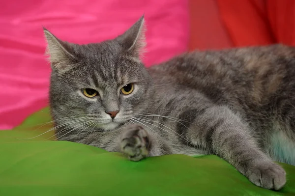 Pürüzsüz gri çizgili kedi — Stok fotoğraf