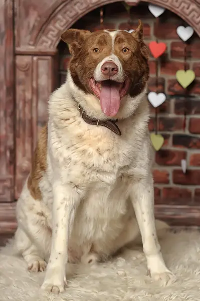 Büyük ve kalın kırmızı ile beyaz köpek — Stok fotoğraf