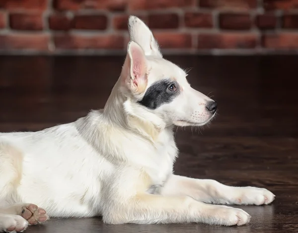 Branco com um patch preto sobre um filhote de cachorro olho — Fotografia de Stock