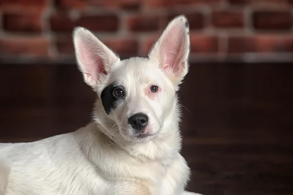 White with a black patch over one eye puppy — Stock Photo, Image