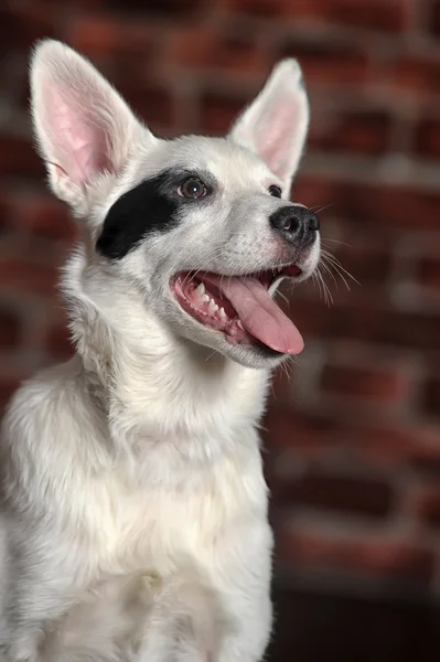 White with a black patch over one eye puppy — Stock Photo, Image