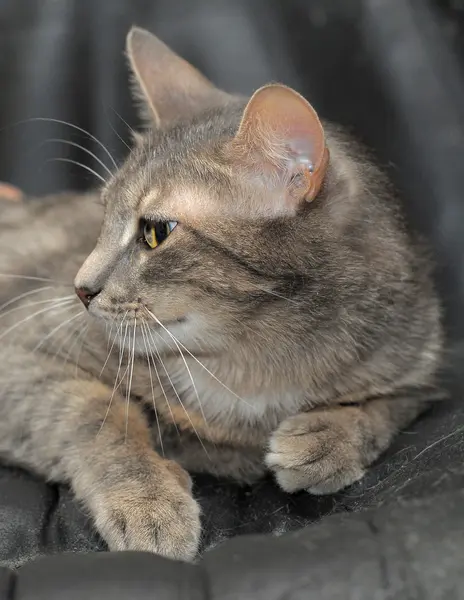 Gato gris con grandes ojos expresivos sobre un fondo oscuro — Foto de Stock