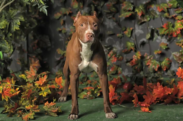 Hnědá pit bull — Stock fotografie