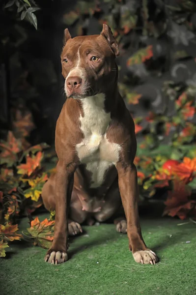 Brown Pit Bull — Stock Photo, Image